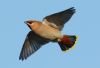 Waxwing at Shoebury (Steve Arlow) (77843 bytes)